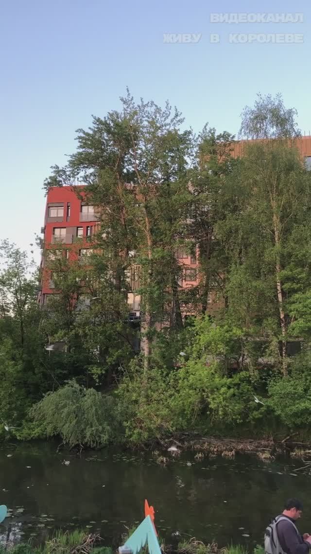 Как выглядит ЖК Киноквартал Королев с нашей набережной. Закат, сирень, крики чаек смотреть онлайн