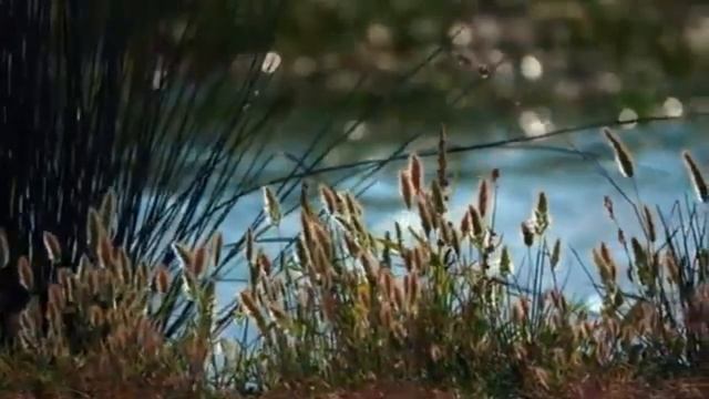 Собака находит странную вещь рядом с озером. Хозяйка б