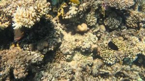 Снорклинг в красном море с экшн-камерой GoPro 12