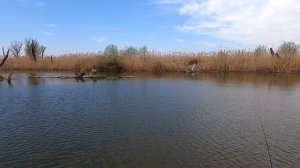 Астрахань, весна 2025 / Сазан / Мумра