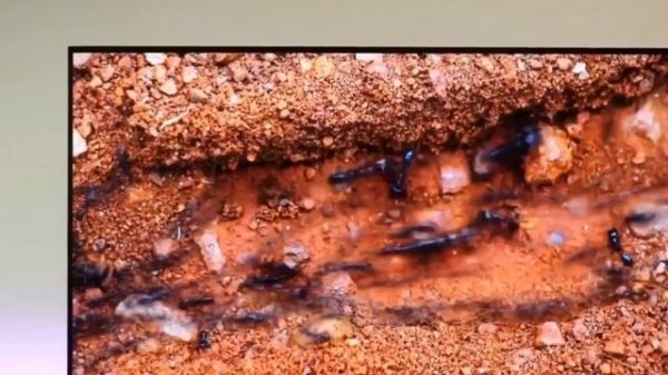 Телевизор Haier 55 S2 Pro СТОИТ ЛИ БРАТЬ