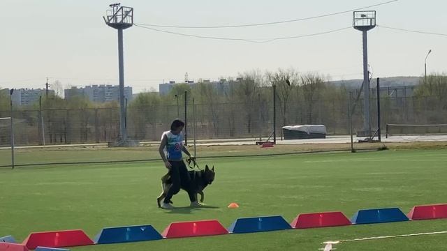 1 Оч/хор GANGSTER v. Kayman +++ №21 / КЧК ХАБАРОВСК 11 мая`25 Е.Шайхудинов Моно немецких овчарок