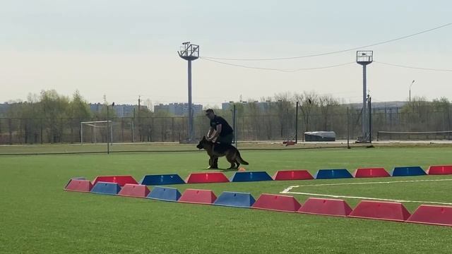 8 Отл. De Orse Mak Flai MARS 2 +++ №13 / КЧК ХАБАРОВСК 11 мая`25 Е.Шайхудинов Моно немецких овчарок