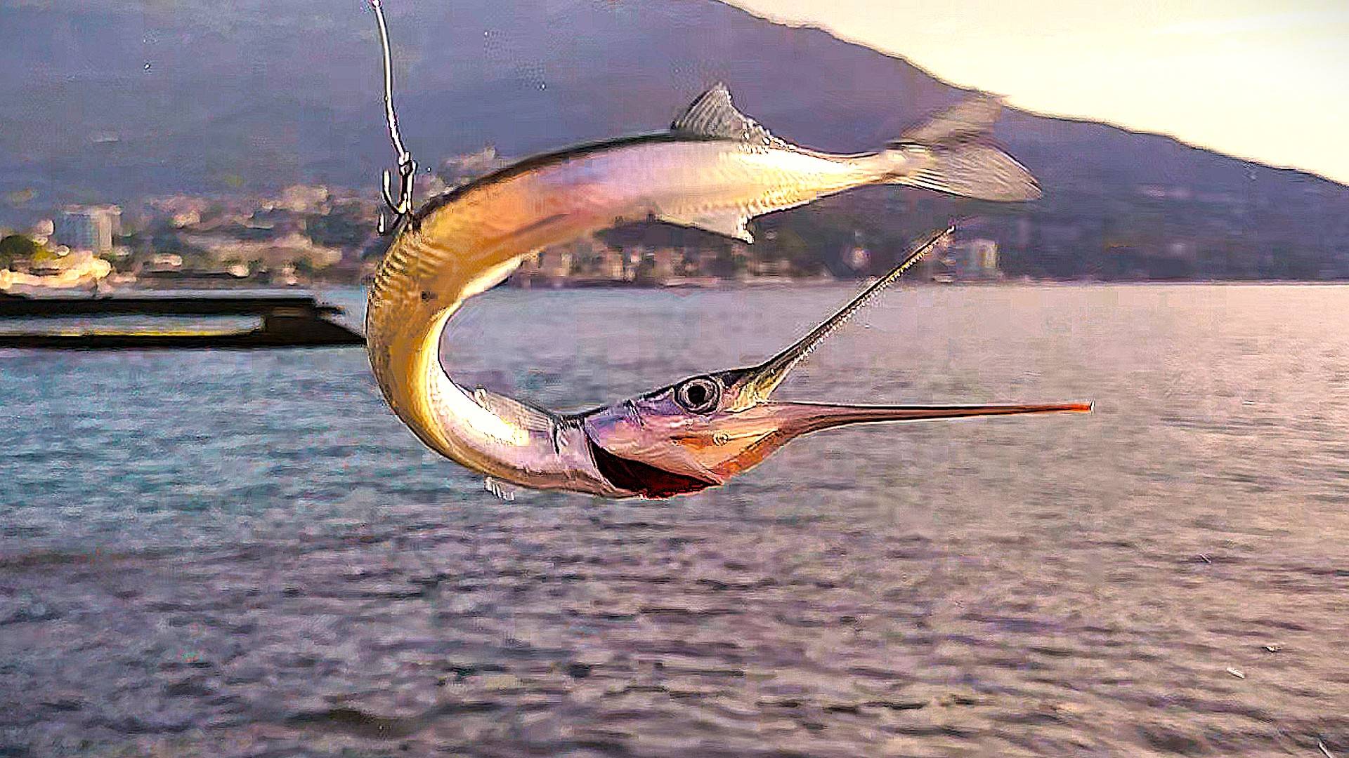 ЧТО МОЖНО СЛОВИТЬ В Ялте. Морская Рыбалка. Открыл Весенний Сезон по Саргану, Огромный Синий Окунь