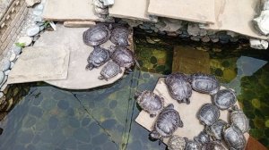 Черепашки в пруду