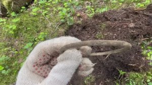 Сокровища турполянок: что потеряли туристы в старом лесу?