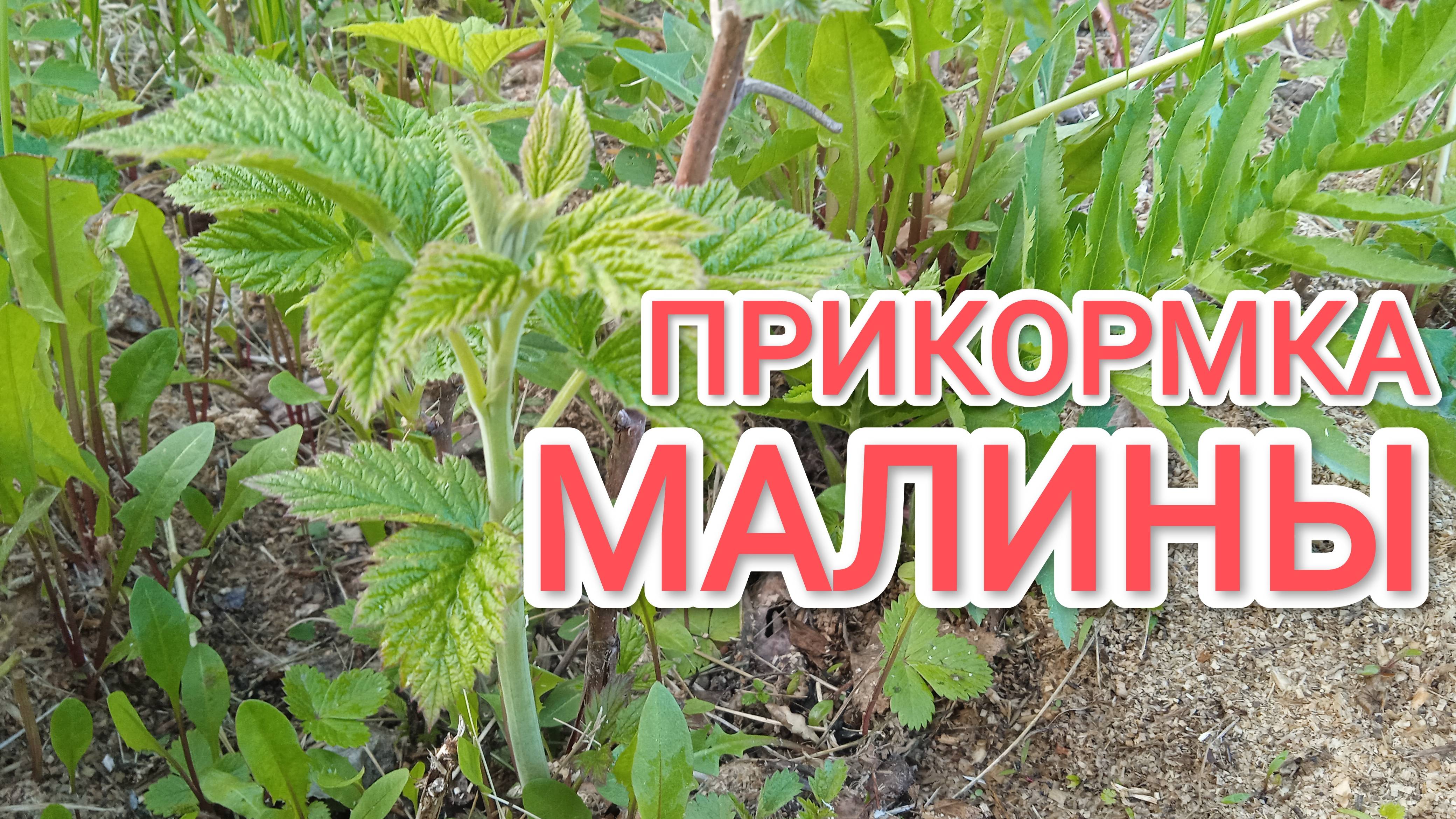 Прикормка малины весной народным средством смотреть онлайн