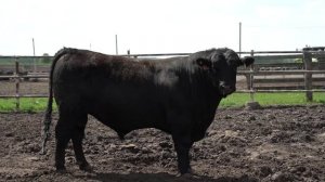 Молодое поколение «Мираторг»