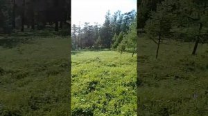 Перегон лошадей на летние пастбища