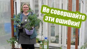 Томаты в открытый грунт: главные ошибки, которых легко избежать!