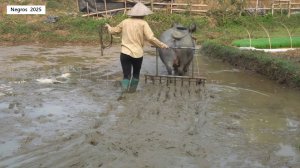Дорис 25. Дорис на карабао боронует поле для посадки риса, высаживает рис.