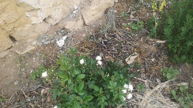 Роза-первогодка Гирлянд де Амур