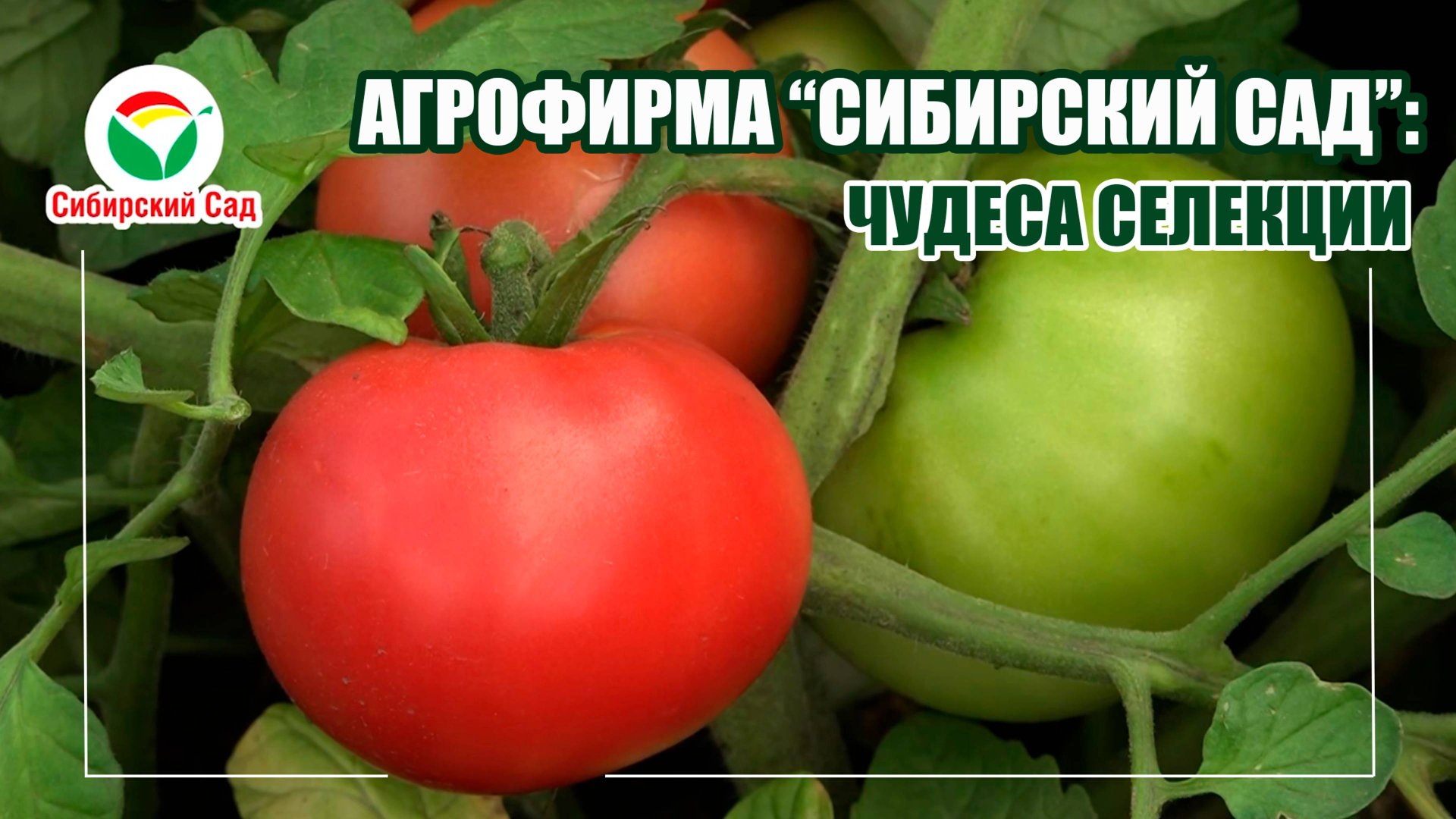 Агрофирма "Сибирский Сад": чудеса селекции смотреть онлайн