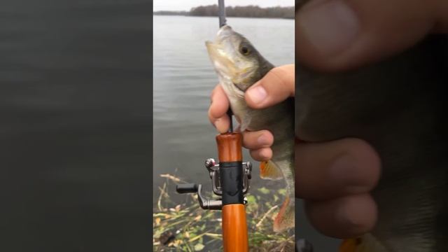 Дешевый телескопический спиннинг для мормышинга. Первая поимка. #fishing #рыбалка смотреть онлайн