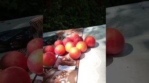 Гібрид Бірікокколо Гігант ді Будріо і Бірікокколо Сус