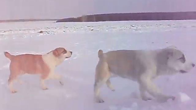 Щенки в п-ке Кайрат Ит 3 смотреть онлайн