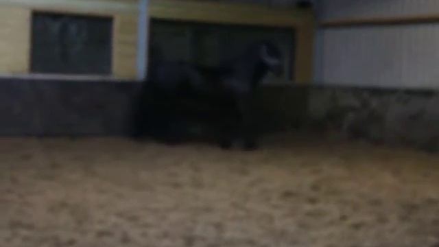 Фризы,Нидерланды