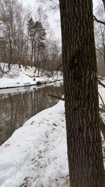 Мормышинг. Март 2024. Москва - Яуза- Ботанический сад. Бобры погрызли деревья в Москве смотреть онлайн