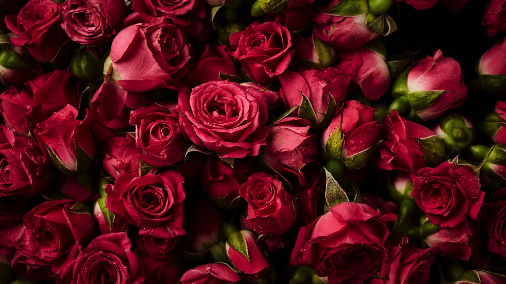 миллион алых роз . японское исполнение . музыка смотреть онлайн