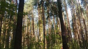 training in the forest / тренировка в лесу