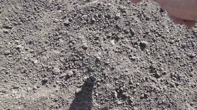 О посеве дыни