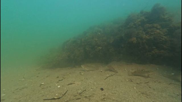 Подводная жизнь одного камня на дне Азовского моря. Ка смотреть онлайн