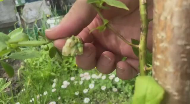 Голубика цветет. Торо