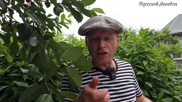 Вареники с клубникой!! Домашняя кухня Липован! Украинс смотреть онлайн