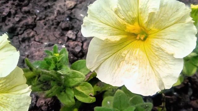 Цветы уходящей весны, юг России #топыкатегорий смотреть онлайн