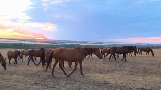 Horse Pferde Akhal Teke. Рассвет, степь, табун лошадей чистокровн