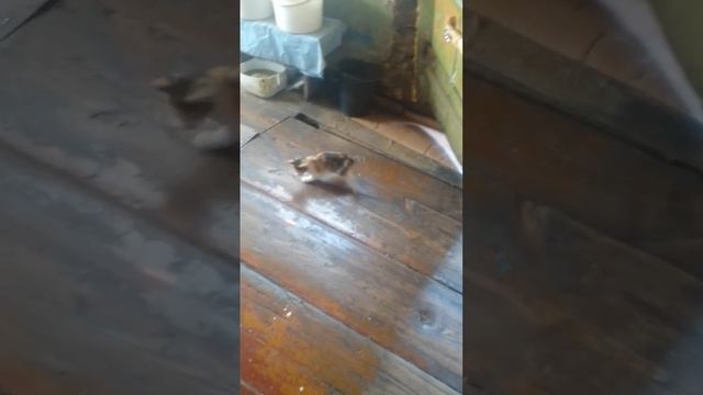 котики играют с лазерной указкой смотреть онлайн