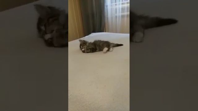 Милейшая пушистая девочка в добрые руки.