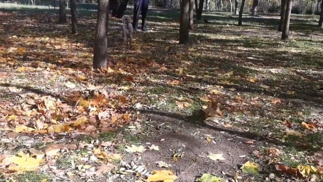 Фильм о белке (5.11.2019) смотреть онлайн