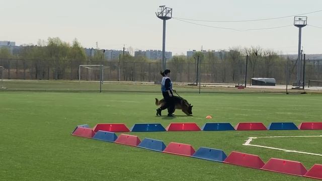 4 Отл. ТАВОР с Хехцира +++ №22 / КЧК ХАБАРОВСК 11 мая`25 Е.Шайхудинов Моно немецких овчарок