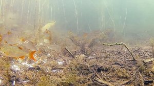 Опустил Под Воду СЫР. Реакция Рыбы. Подводная съёмка в