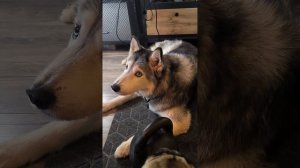 Похороненный псталант