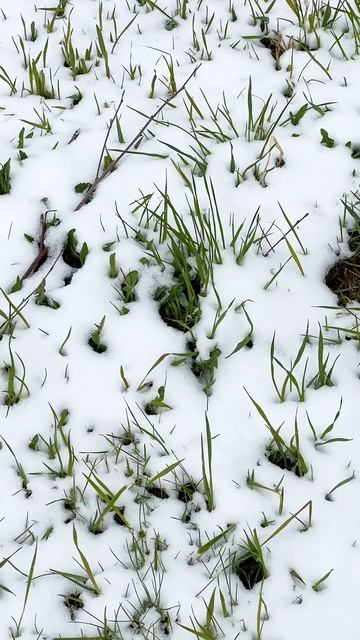 Цветы в снегу ✨ смотреть онлайн