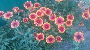 Гайлардия: фото цветка