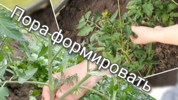 Формирование и подвязка высокорослых томатов смотреть онлайн