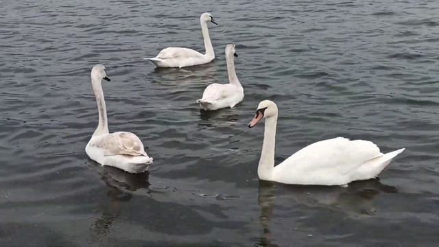 Славянск, Лебеди. Апрель 2025 год, оз. Репное, Славянский смотреть онлайн