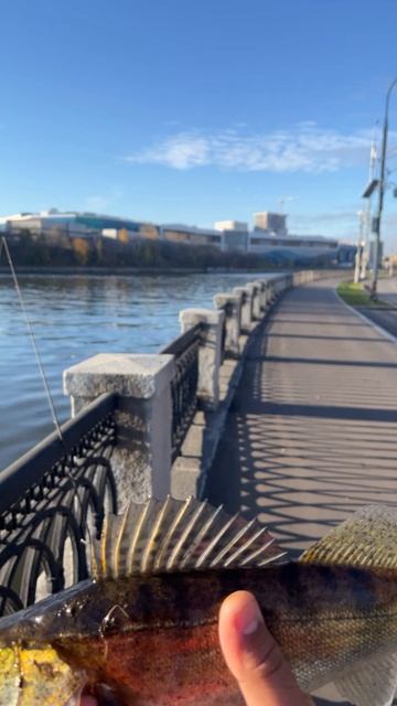 Поймал судака на отводной поводок в Москве. Октябрь 2024. Павелецкая набережная. #fishing #рыбалка смотреть онлайн