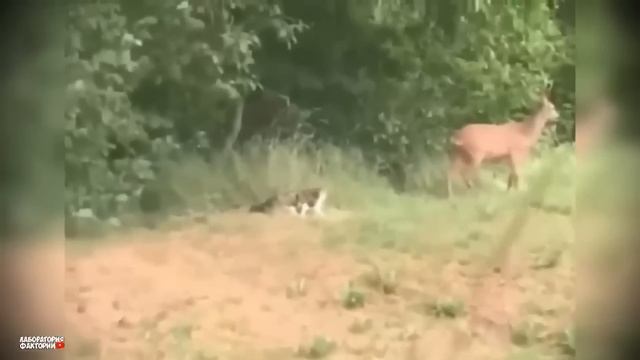 Это Нужно Видеть! Сумасшедшие Битвы Животных , Снятые ? смотреть онлайн