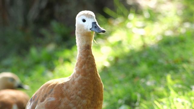 Panasonic Lumix DC-G9 II (G9М2) + Sigma 60-600 Обзор/Впечатление смотреть онлайн