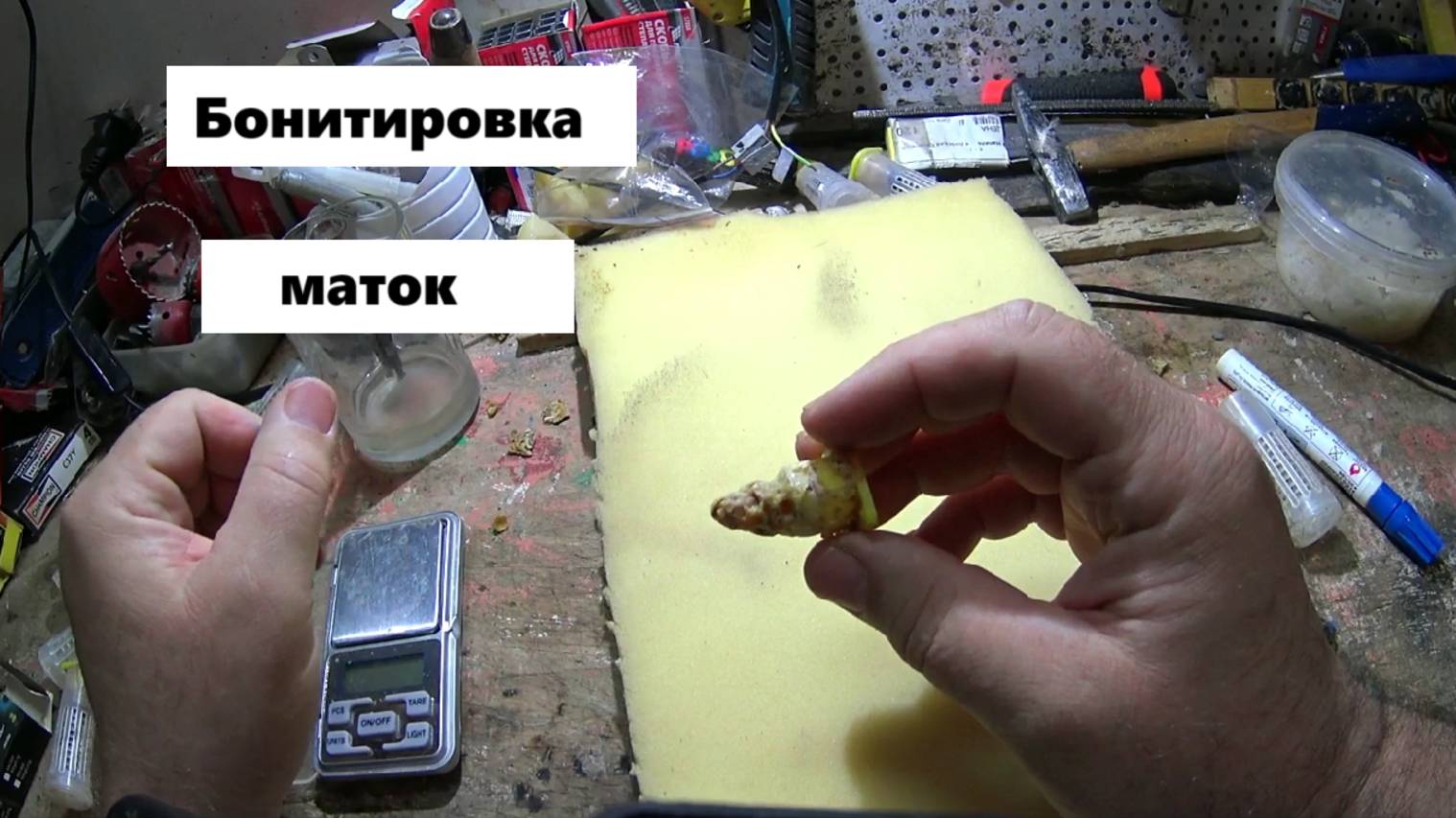 Бонитировка пчелиных маток. смотреть онлайн