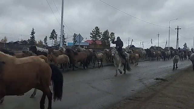Перегон табунов на реку , Далее переправа вплавь на ос? смотреть онлайн