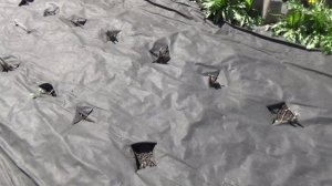 Выращивание томатов на ЛЕНИВЫХ ГРЯДКАХ СОВСЕМ БЕЗ УХОДА! Это возможно? Да.