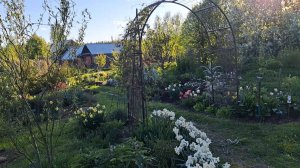 Сад зацветает! Весенние многолетники, обрезка роз...