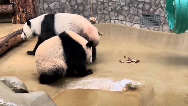 Мама ДинДин учит КАТЮШУ как правильно пить водичку 🌊 смотреть онлайн