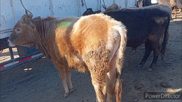 Шанбебозори н.Фархор нархи Гову мол пеш аз Бахор 10 фев?