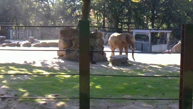 Слоны в жаркий полдень